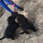 Rottweiler puppies ( pedigree Kc registered parents)