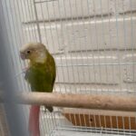 Semi Tamed Pinepple Conure