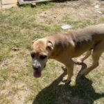 cane corso formentino