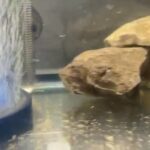 REDUCED* African Clawed Frogs with Set Up in Cardiff