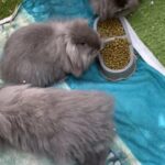 Fluffy Bunnies