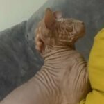 Nude Sphynx Boy Cat