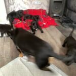 Labrador cross puppies