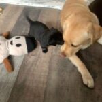 Labrador cross puppies