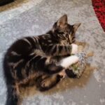 Playful Tabby Kitten