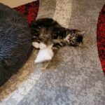 Playful Tabby Kitten