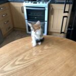 ginger kitten