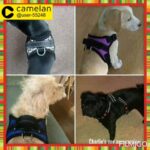 dog harnesses