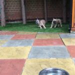 french bull dogs