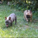 french bull dog puppies