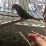 Conure Pair