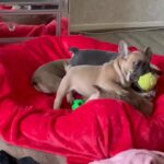 french bulldog puppies