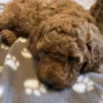 last Red cockapoo girl f1b