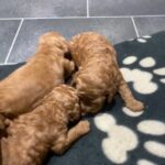 red cockapoos f1b £2450