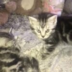 kittens available now