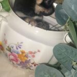 chihuahua puppies in Dunstable