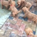 READY NOW cockapoo puppies both parents are KC Reg
