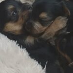 Yorkshire terrier baby's ❤??❤?