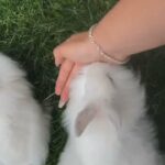 baby lionheads