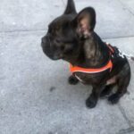 French Bulldog puppy