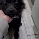 pomeranian boy
