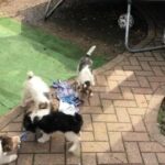 Wire Fox Terrier