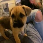 URGENT REHOME NEEDED