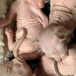 beautiful Sphynx babies