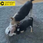 2 Chihuahua Boys
