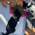 pure cocker spaniel puppies