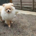 Cream Pomeranian Boy