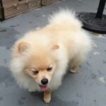 6 months KC registered Pomeranian Boy