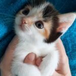 Calico girl