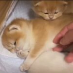 British short hair active registered golden girls