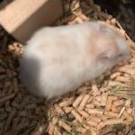 long hair Syrian hamsters