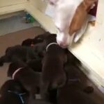 Adorable Chocolate Labrador Pups - KC Reg