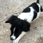 Full bred English Springer spaniel