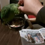 red lored amazon