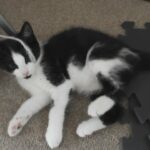 kitten for free. Very playful and friendly Girl. Vaccinated and litter trained. She was born at 6th of May.