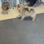 Pomeranian