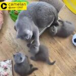 Purebred British Shorthair Kittens