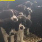 spaniel x pointer pups