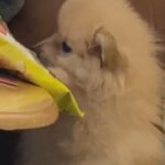 Miniature Pomeranian puppy LAST GIRL LEFT