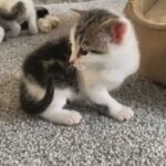 3Male kittens for sale