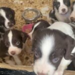 Liver & White Springer pups