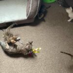 STUNNING TICA REGISTERED BENGAL KITTENS