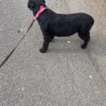 Patterdale bitch