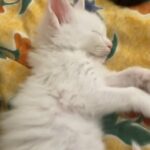 Maine Coon Kittens for Reservation/Sale