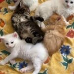 Stunning Maine Coon Kittens