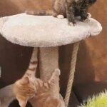 Lovely Female Kittens